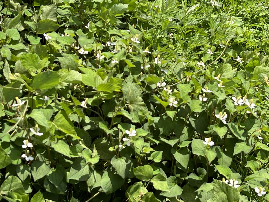 どくだみ生えている