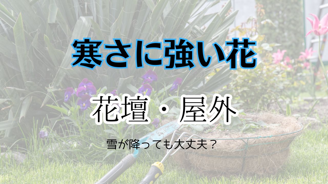 寒さに強い花花壇や屋外で大丈夫