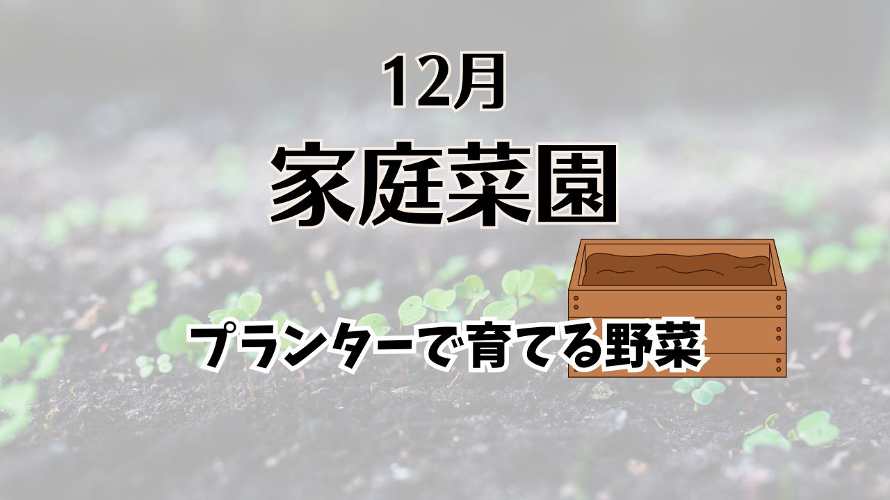 12月に植える野菜プランター栽培