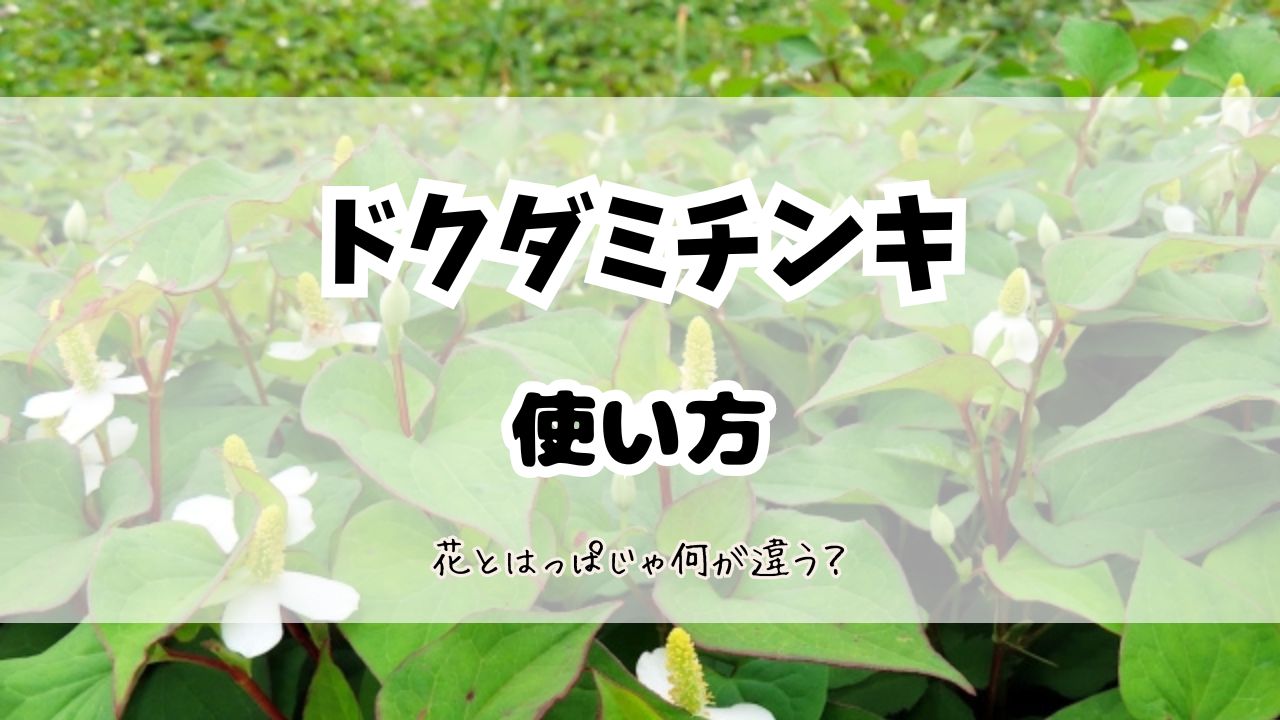 ドクダミチンキの使い方
