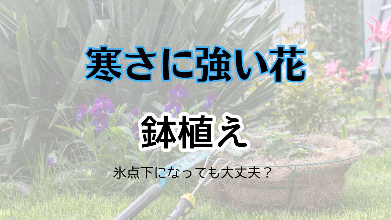 寒さに強い花鉢植え