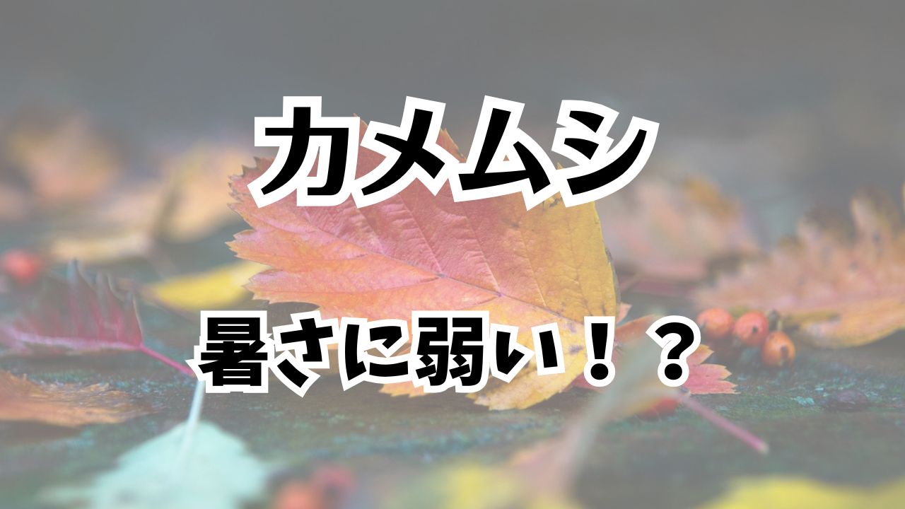 カメムシは暑さに弱いのか