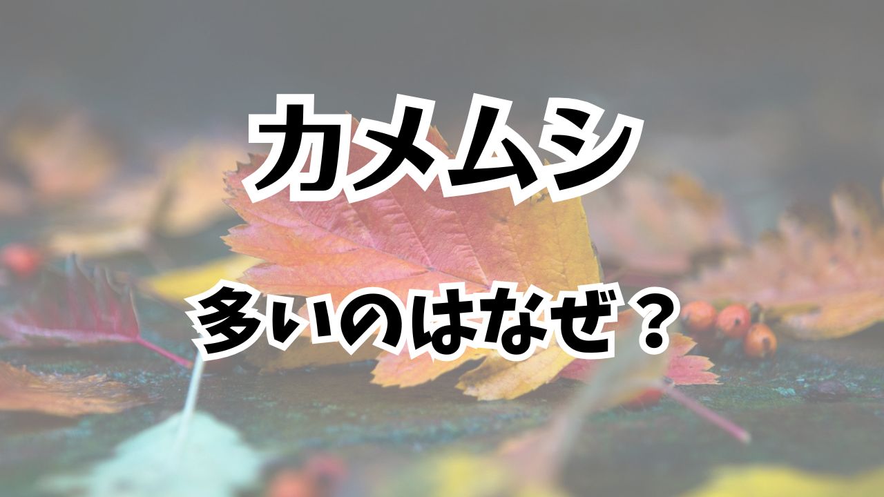 カメムシが多い理由、なぜ？